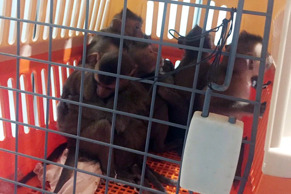 Несчастные приматы находились в пластиковых клетках для перевозки животных