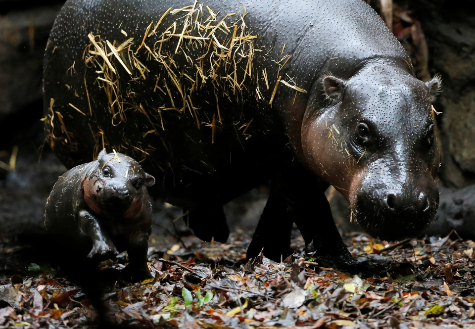 Впервые за семь лет в зоопарке Сиднея родился детеныш карликового бегемота.
