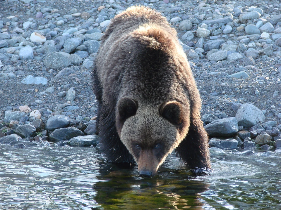 В Байкало-Ленском заповеднике можно встретить медведя, кабаргу или лося. Фото: Сергей ШАБУРОВ