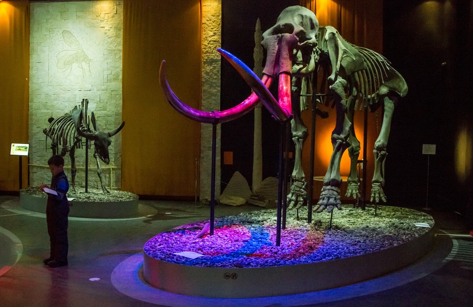 На "Ночи музеев" можно будет увидеть доисторических ящеров