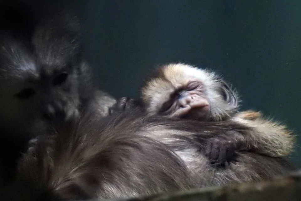 Родились два маленьких капуцина, очень милые обезьянки. Фото: ГАУ «Московский зоопарк»
