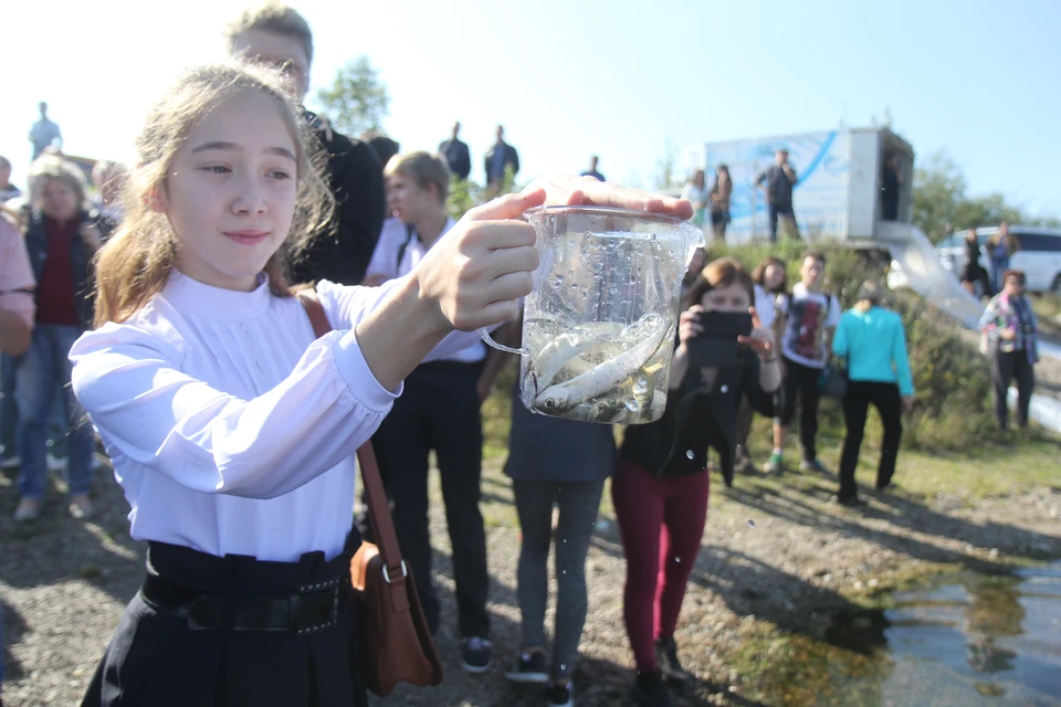 В Иркутске каждый год по традиции выпускают тысячи мальков в акваторию реки Ангары.