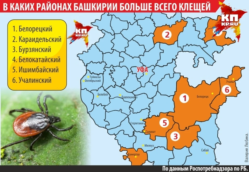 Больше всего клещей в Белорецком, Караидельском и Бурзянском районах