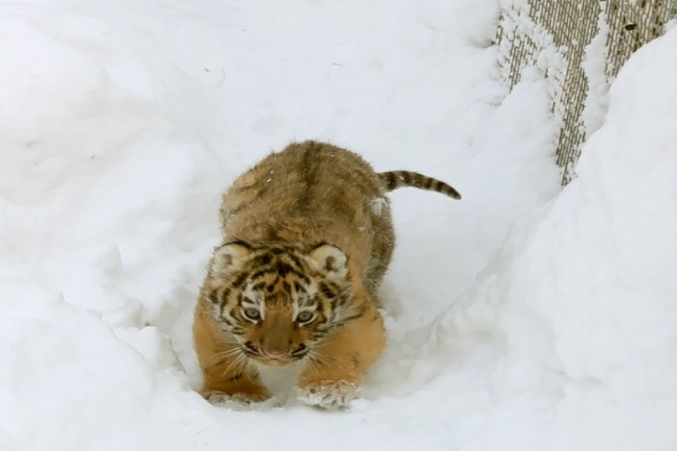 Молодая тигрица не угрожала жизни охотника