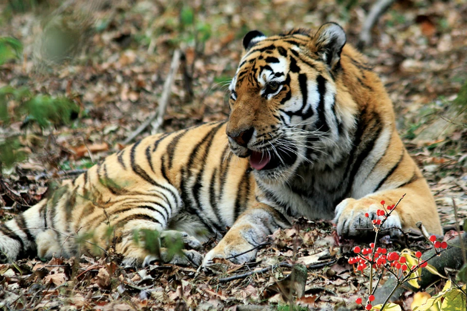 В Хабаровске обсудят проблемы сохранения амурского тигра
