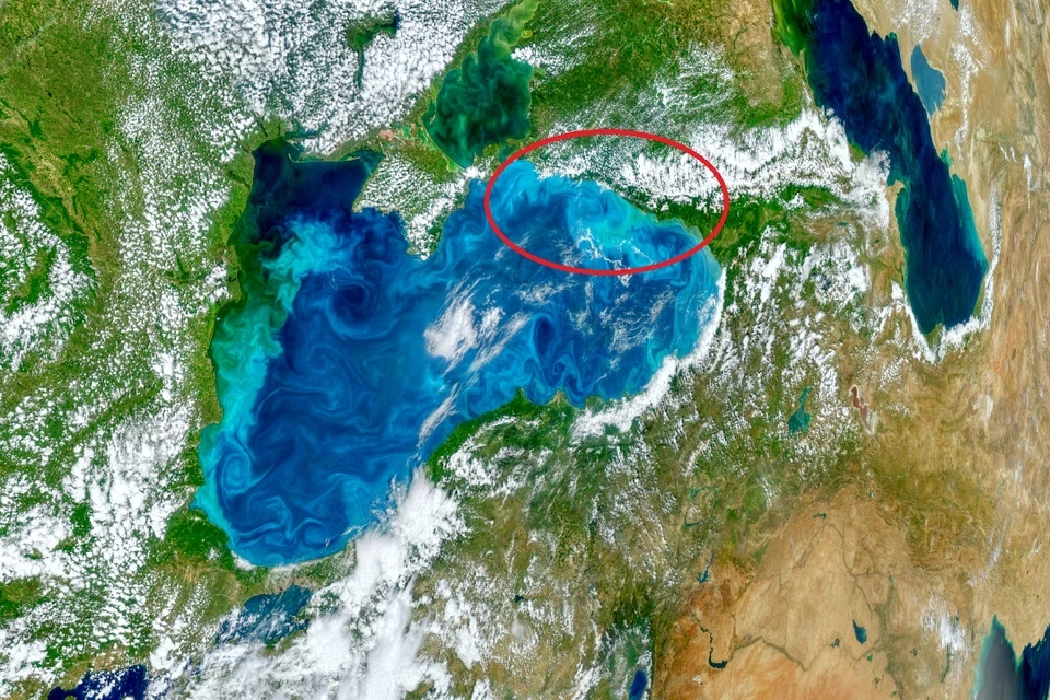 Самый яркий цвет приобрел участок как раз у берегов Краснодарского края. Фото: NASA
