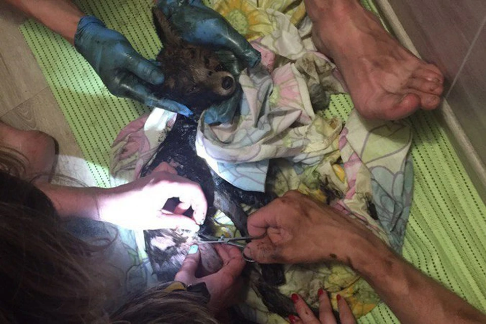 Зоозащитники везут лисенка в ветклинику, чтобы обследовать ранки на теле животного. Фото: Анатолий Долговых
