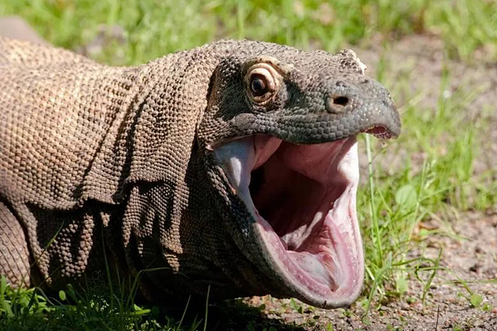 Вараны - действительно крайне опасные рептилии