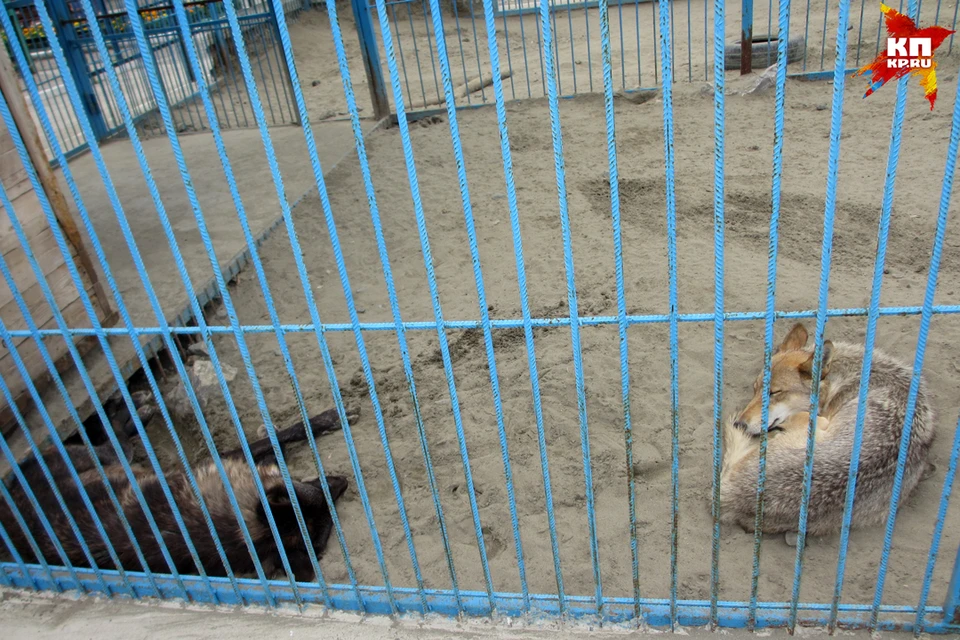 Зоолог о ЧП в барнаульском зоопарке: Волк защищал своего детеныша и самку