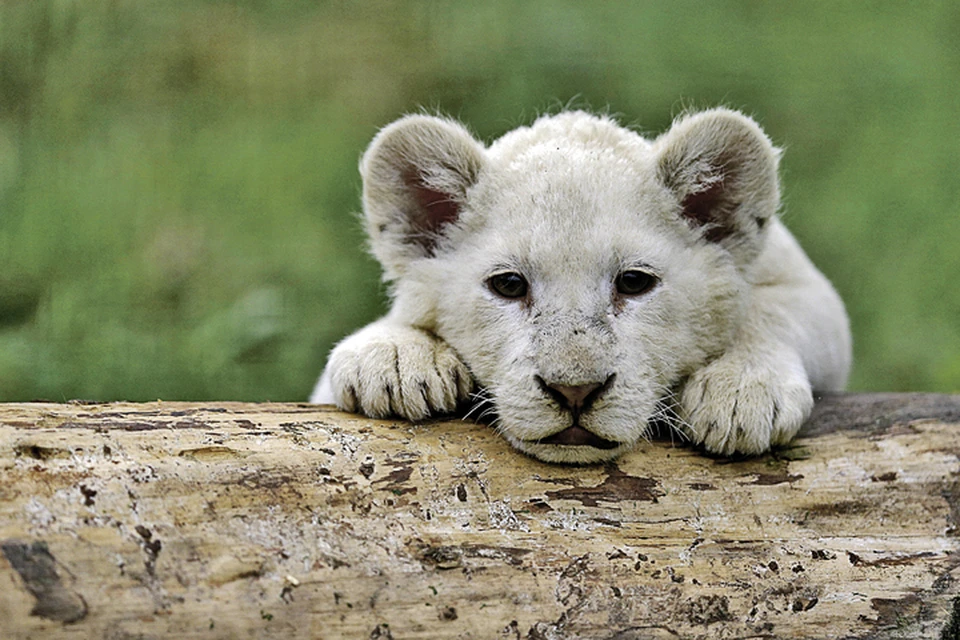 Вот такой милый львенок-ребенок. Фото: DAVID W CERNY/REUTERS