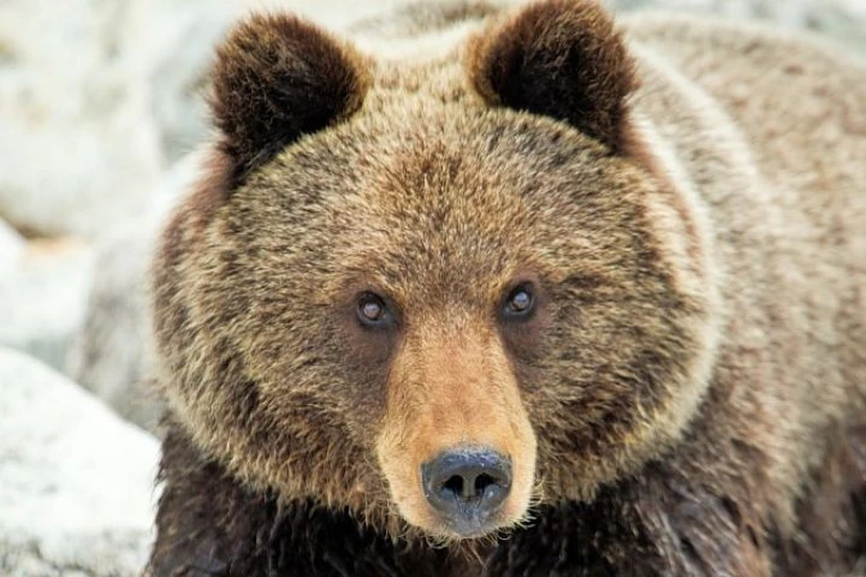 Медведь задрал насмерть геолога в Иркутской области