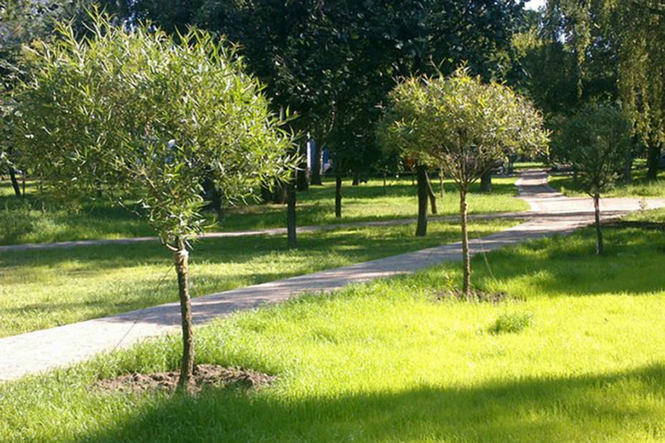 Акция «Миллион деревьев» призвана озеленить столичные дворы и создать более комфортные условия для жизни в городе