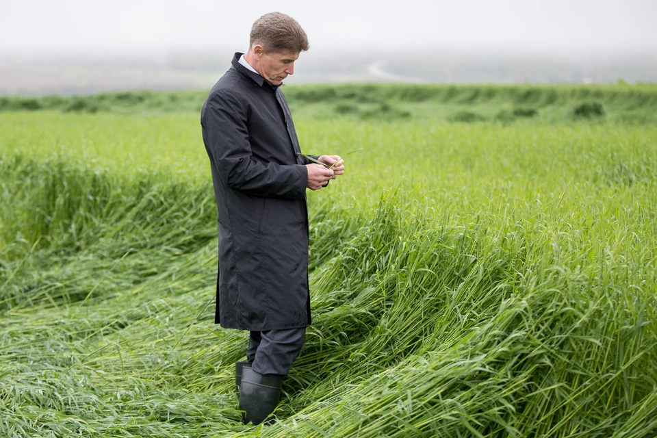 Сахалин - остров земледельческой смекалки - KP.RU