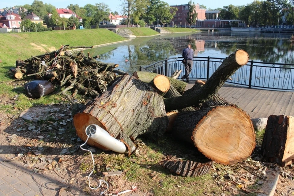 Спиленные деревья на Поплавке раздавили под собой часть благоустройства.