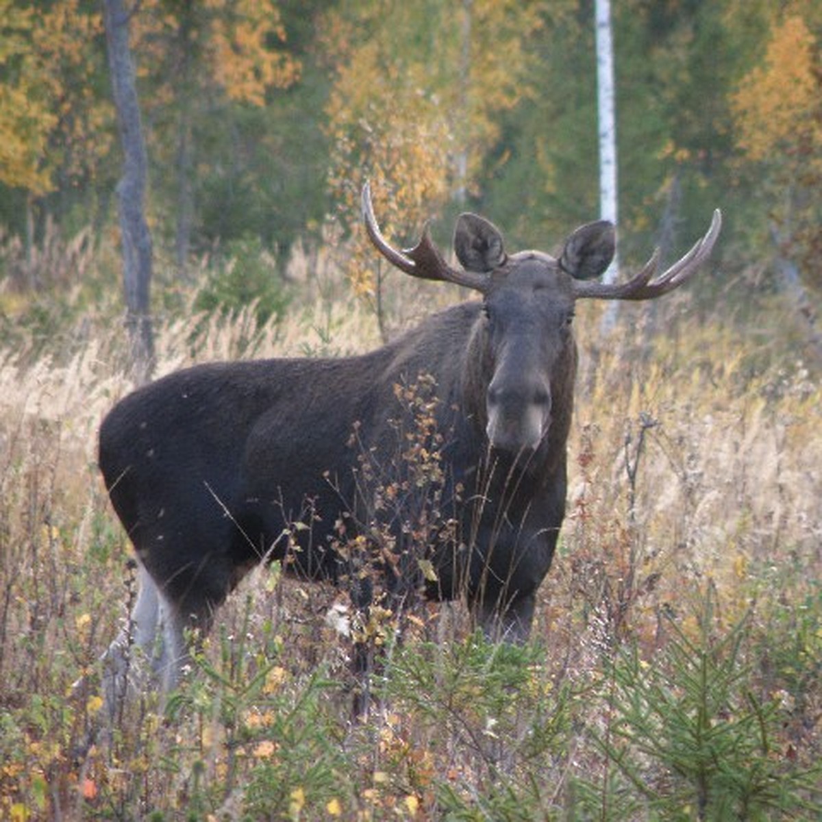 Спина лося. Охота на лося в Белоруссии. Охота на лося в Кировской области 2022.