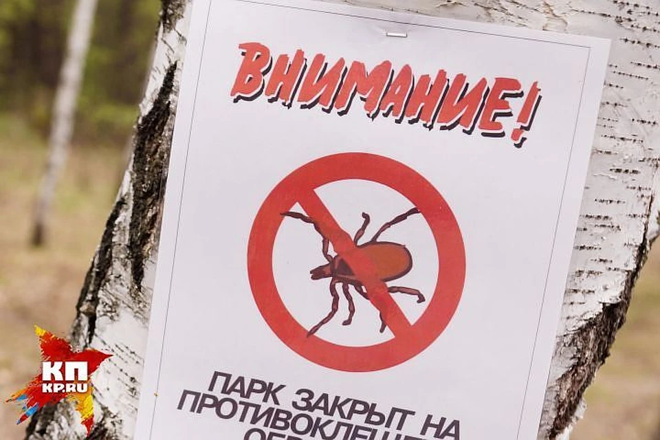 Свердловчан до сих пор атакуют клещи