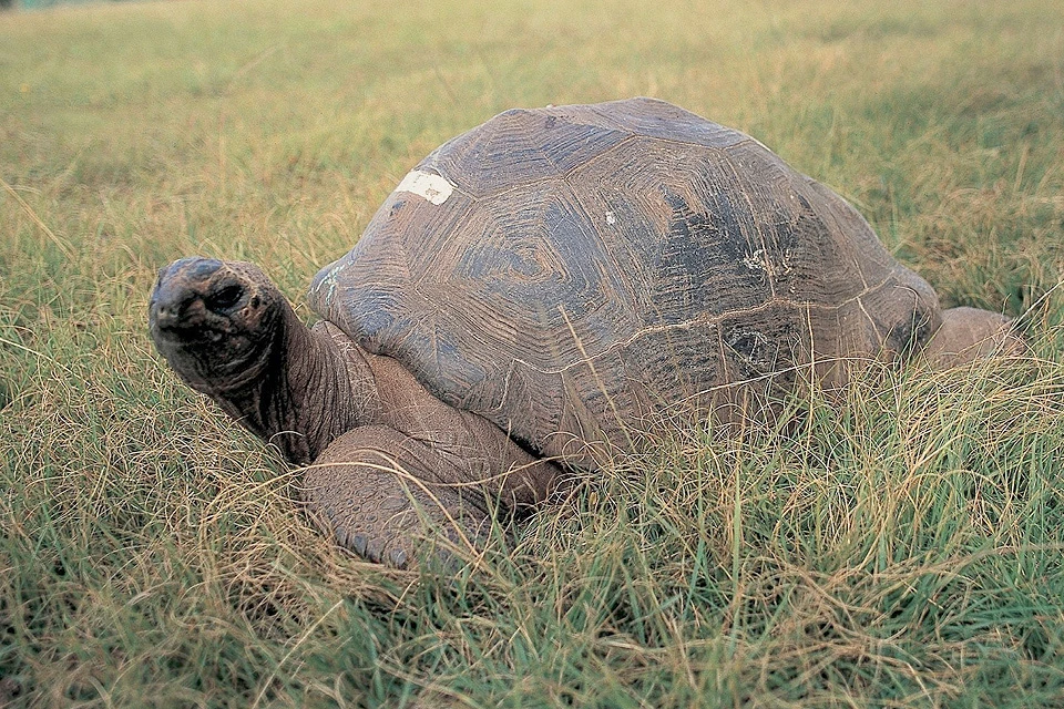 Старая черепаха читать. Черепаха Джонатан. Черепаха долгожитель. Самец черепахи. Черепахи долгожители ареал.