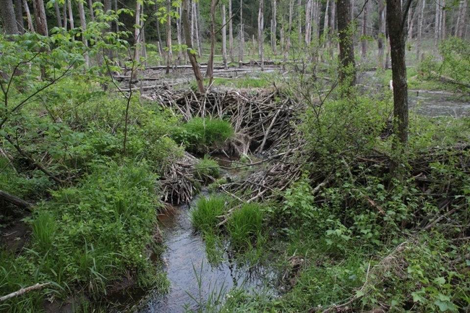 Вот такое "фортификационное сооружение" сделали бобры в Роминтской пуще.