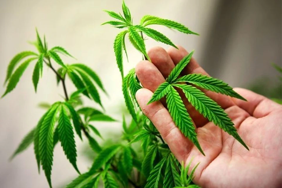 Польше легализовали марихуану тест иха морфин марихуана