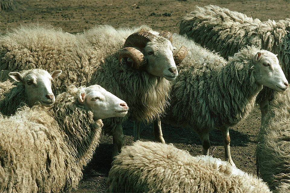 Овцы способны отличать от других людей не только своих пастухов, но и незнакомцев.