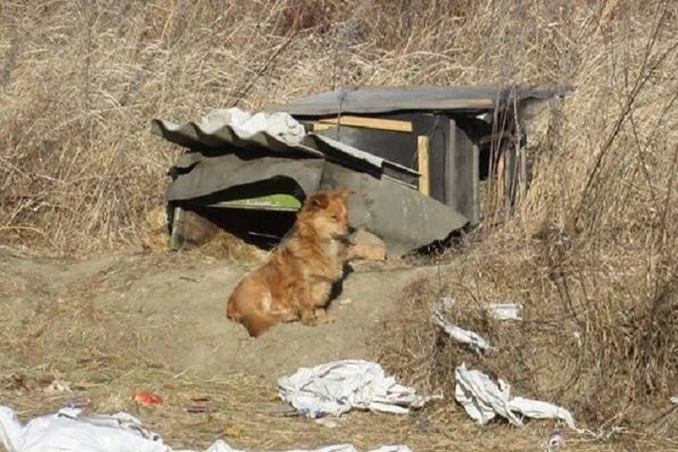 Рыжий пес ждет хозяина на обочине дороги уже три года Фото: подписчик группы ДПС-контроль в сети instagram