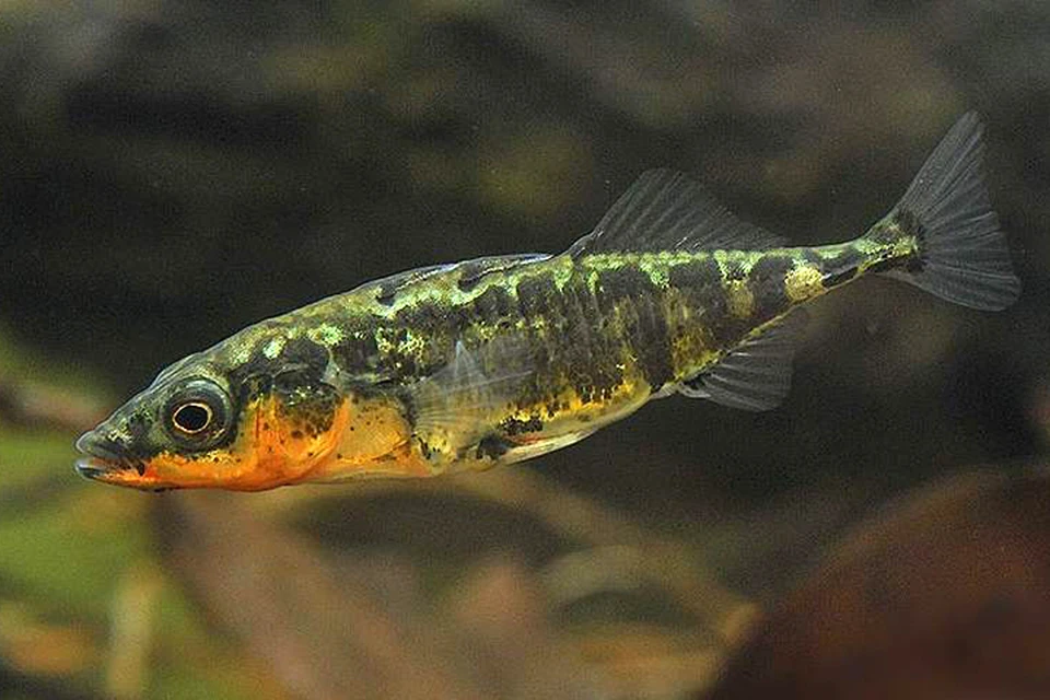 “Помеси” рыб разных популяций имеют мозг с усредненными параметрами