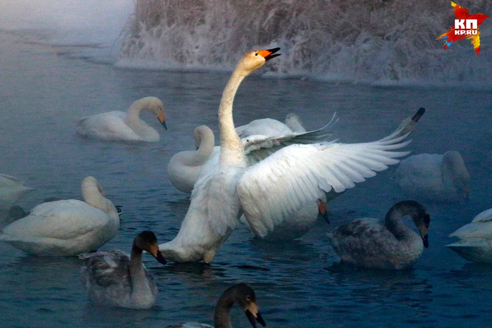 Каждый год на незамерзающее озеро в Советском районе прилетают сотни лебедей-кликунов и остаются до весны.