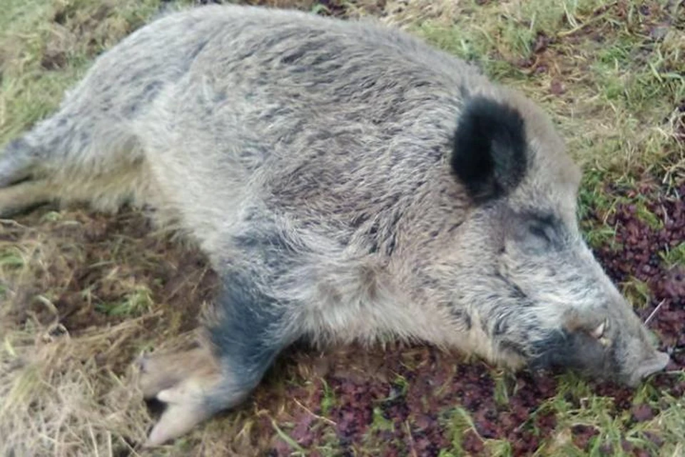 Павел лично выкормил звереныша молоком из бутылки.