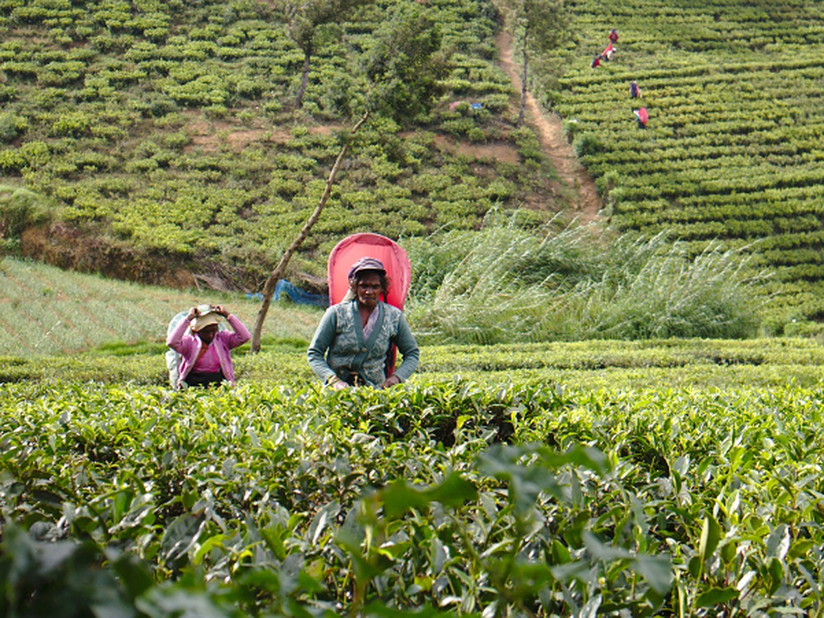 Иран шри ланка. Канди чайные плантации. Шри Ланка чайные плантации. Чайные плантации Ирана. Плантации Маша в Индии.