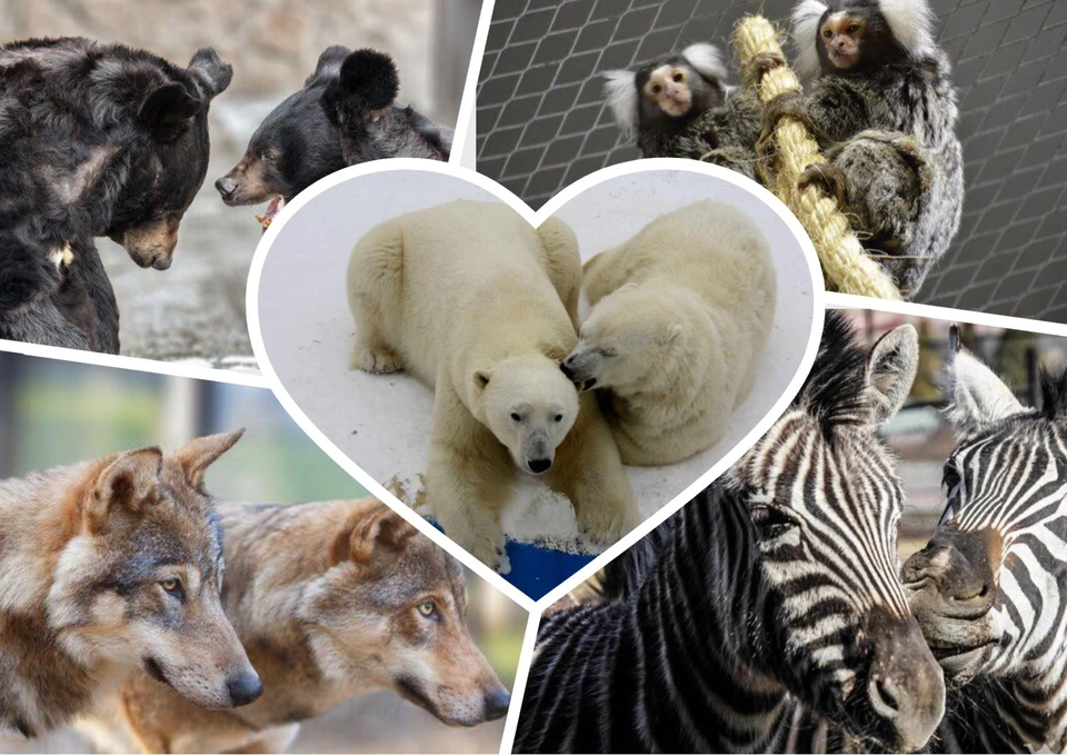 Все о челябинском зоопарке