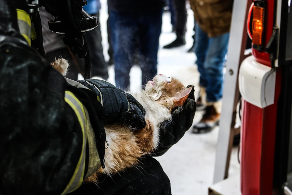 Когда спасатели вынесли кота на улицу из заполненного дымом подъезда, она уже не дышал.