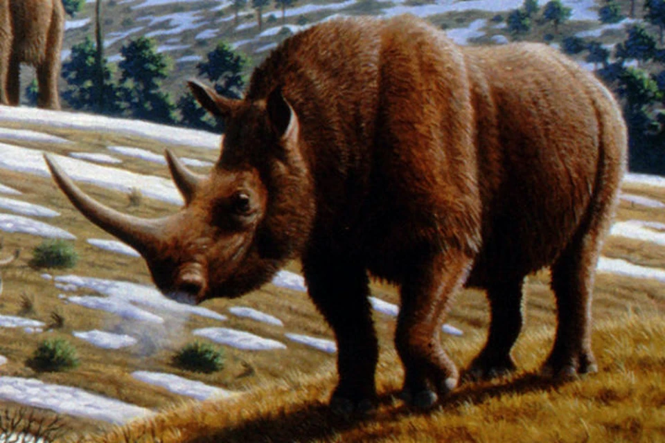 Шерстистый носорог. Фото: Маурисио Антон/ru.wikipedia.org