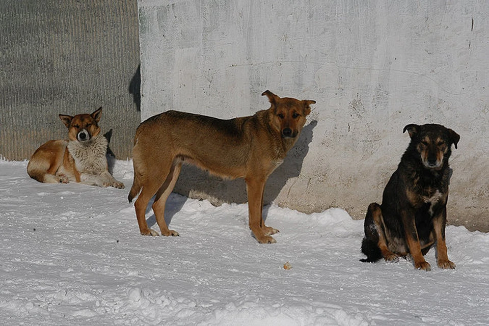 В Ленинском районе стая собак терроризирует людей.