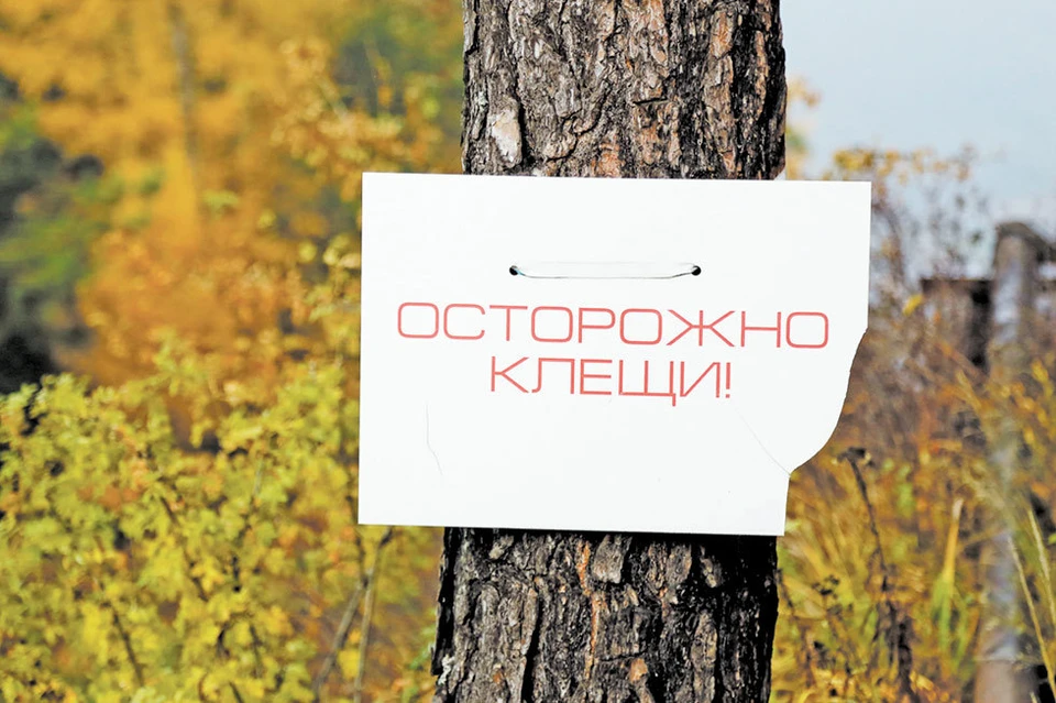 Поймать клеща можно где угодно, например, в парке