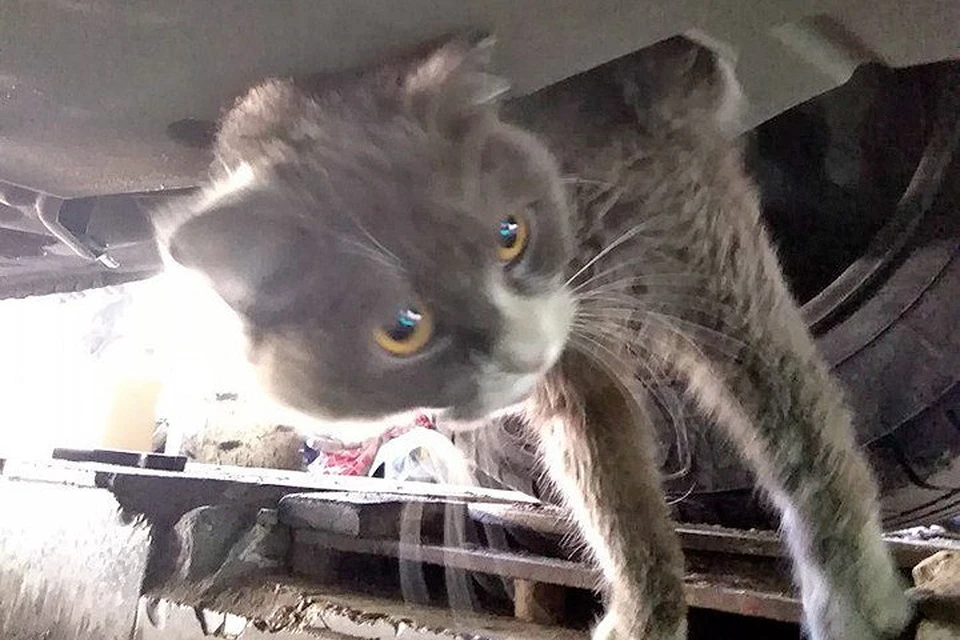 Самарский кот полюбил путешествовать автостопом