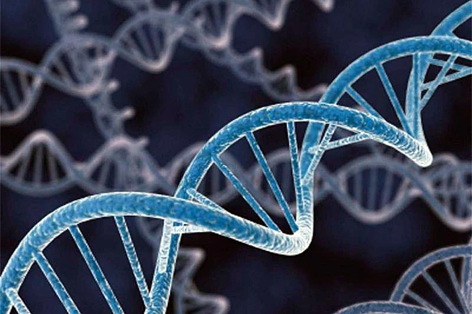 Ранее в некоторых исследованиях предполагалось существование ДНК в запутанной форме, обозначенной как “скрученный узел”