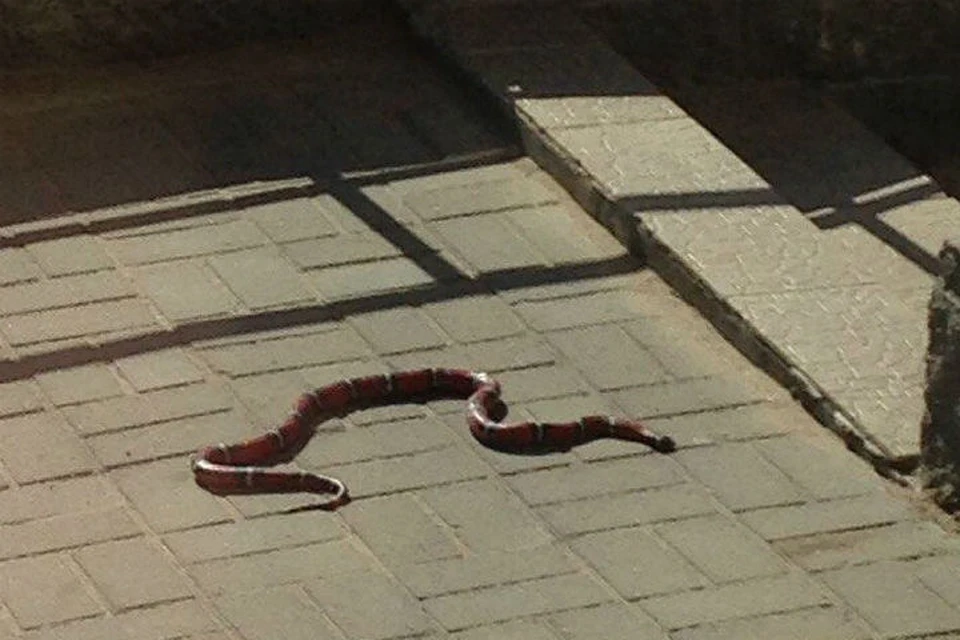 Змея приземлилась на крыльцо медицинской лаборатории. Фото: группа "ДТП и ЧП" "ВКонтакте".