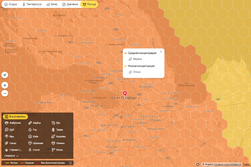 Погода пыльца. Карта пыльцы. Карта пыльцы для аллергиков. Пыльца в Питере.