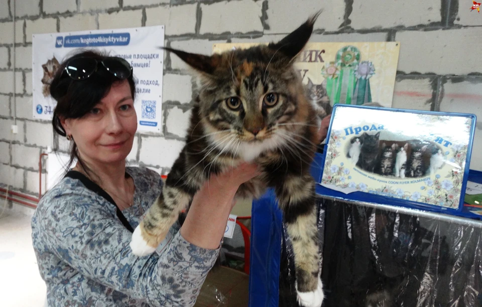 На международной кошачьей выставке, открывшейся в Сыктывкаре, собрали около 100 кошек разных пород, размера и возраста