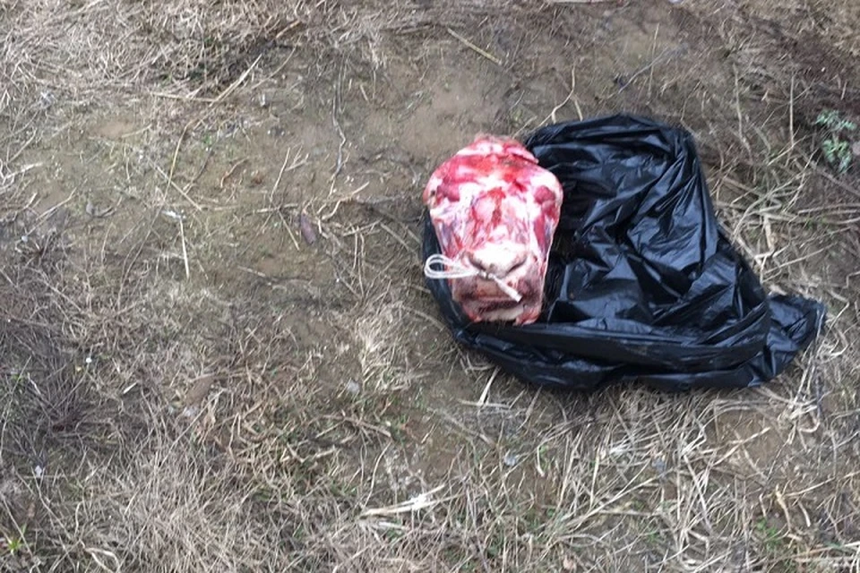В Казани вымогатели подбросили юристу отрубленную голову - KP.RU