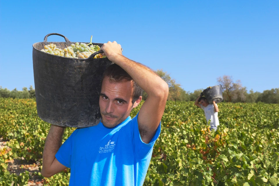 Испания занимает одно из первых мест в мире по производству цитрусовых и винограда.