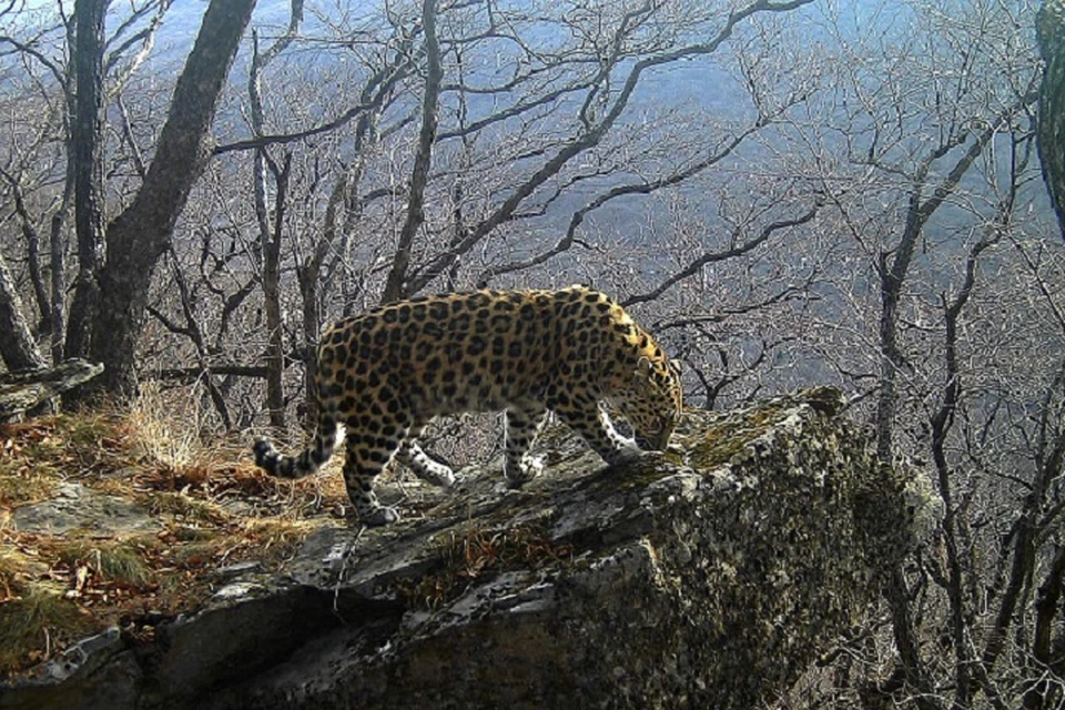 Самка дальневосточного леопарда Памела стала героиней часового фильма об умывании в условиях в условиях дикой природы.