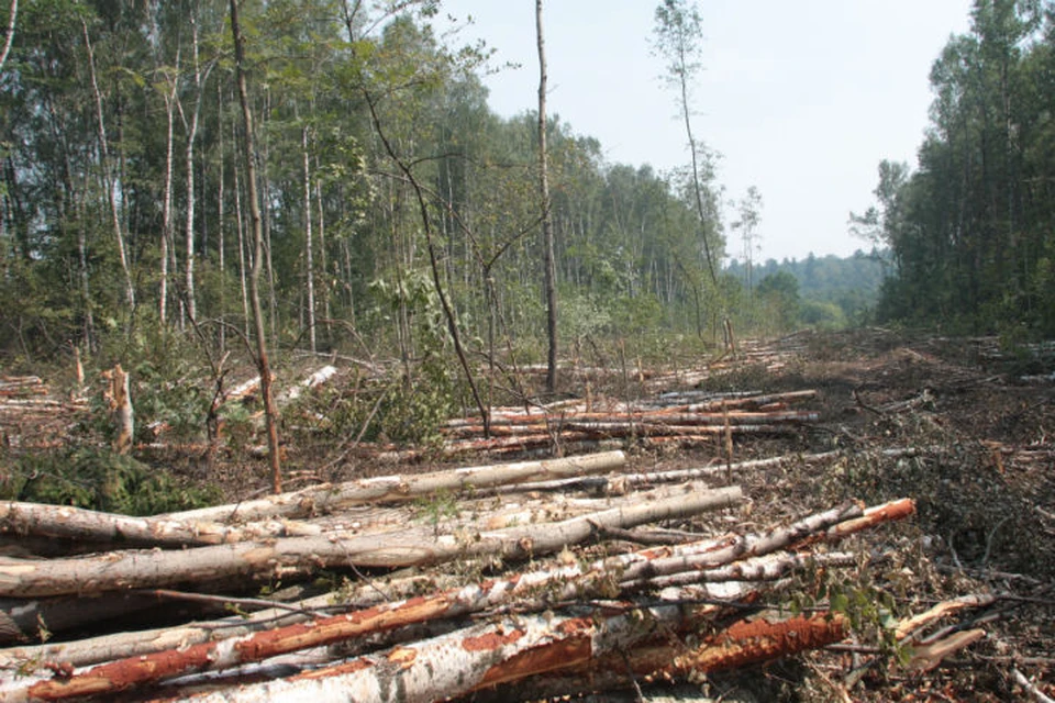 На 880 миллионов рублей вырубили реликтового леса в заказнике Иркутской области