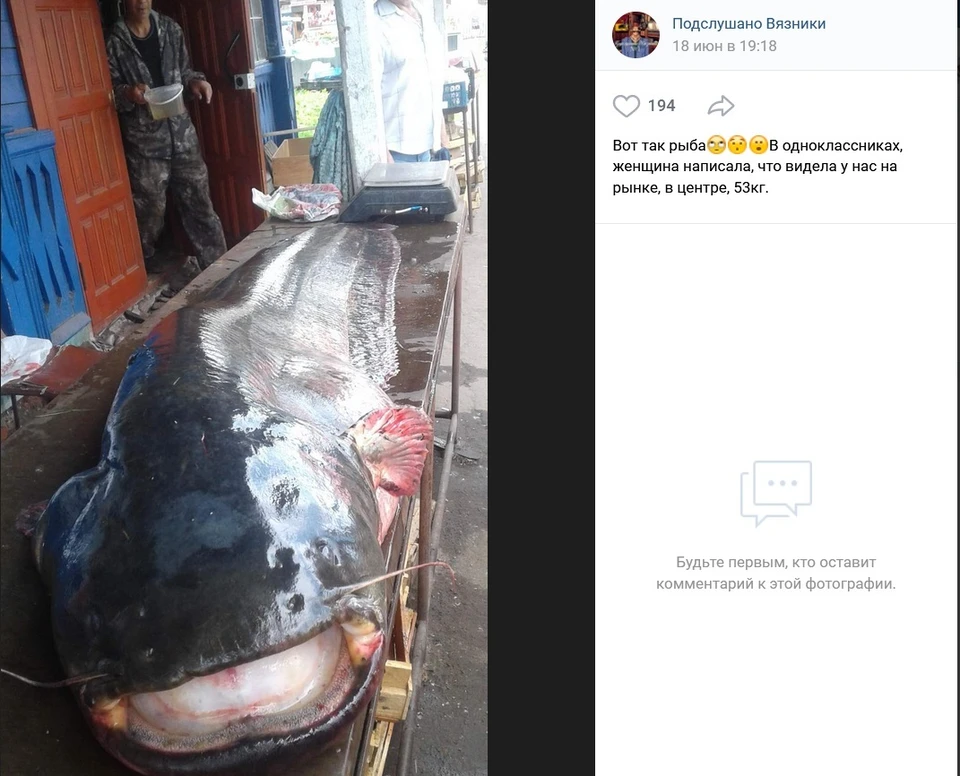 Вязниковцы активно обсуждают огромную рыбу в соцсетях.