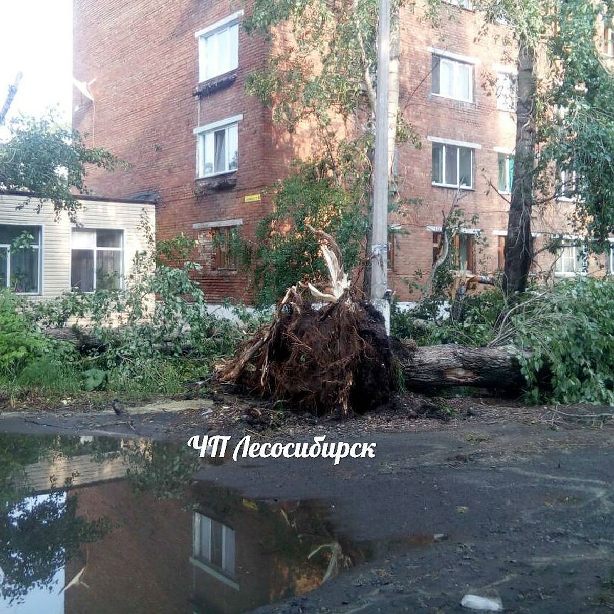 «Апокалипсис» в Лесосибирске: ураган сносил крыши и вырывал с корнем  огромные тополя - KP.RU