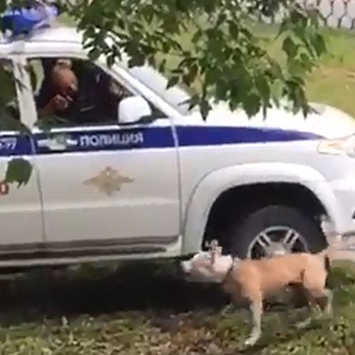 В Екатеринбурге полицейские застрелили бойцовскую собаку, пытавшуюся  прокусить колеса их машины - KP.RU