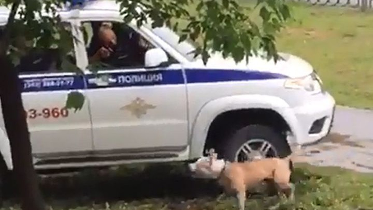 В Екатеринбурге полицейские застрелили бойцовскую собаку, пытавшуюся  прокусить колеса их машины - KP.RU