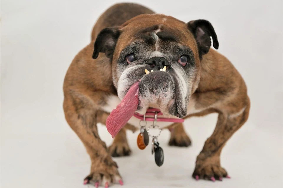 Скончался английский бульдог Жа-Жа, признанный в этом году самым уродливым псом в мире. Фото: Sonoma-Marin Fair