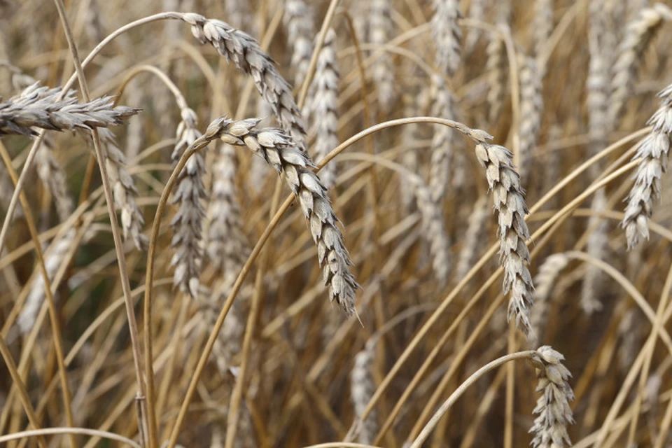 Фермеры Южного Урала должна наращивать урожаи зерна. Фото: пресс-служба губернатора Челябинской области.