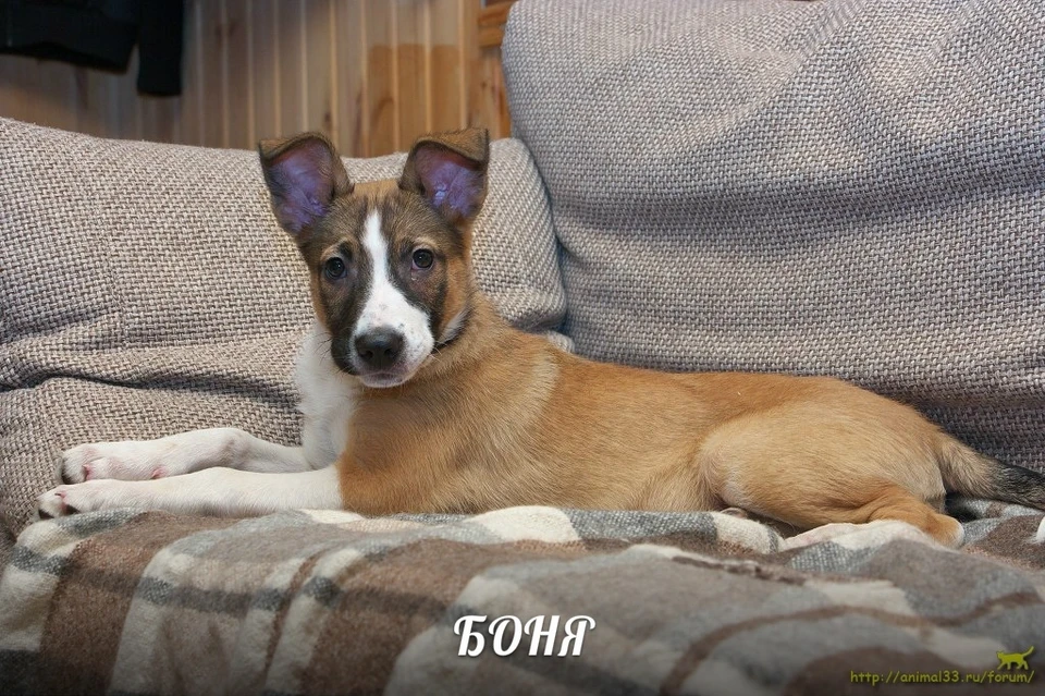 Боня